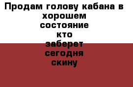 Продам голову кабана,в хорошем состояние,кто заберет сегодня скину 2500 т.р. - Татарстан респ., Нижнекамский р-н Другое » Куплю   . Татарстан респ.